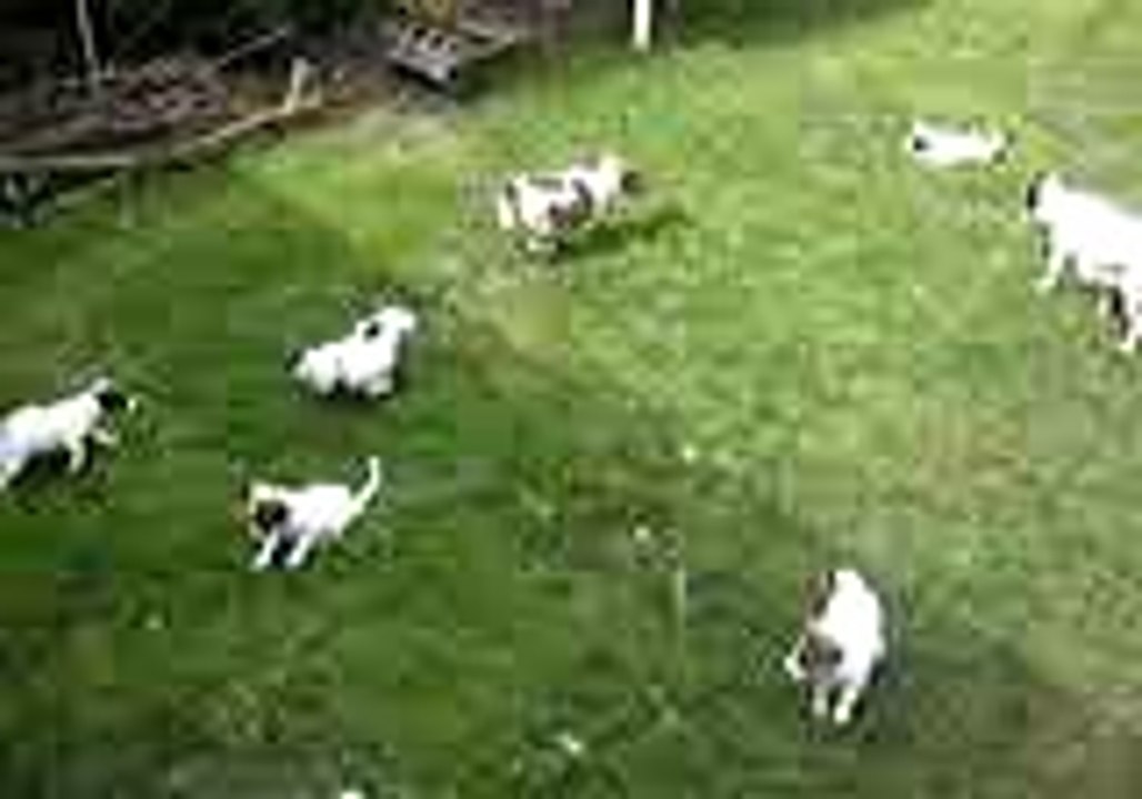 LES CHIOT LE 20 AVRIL