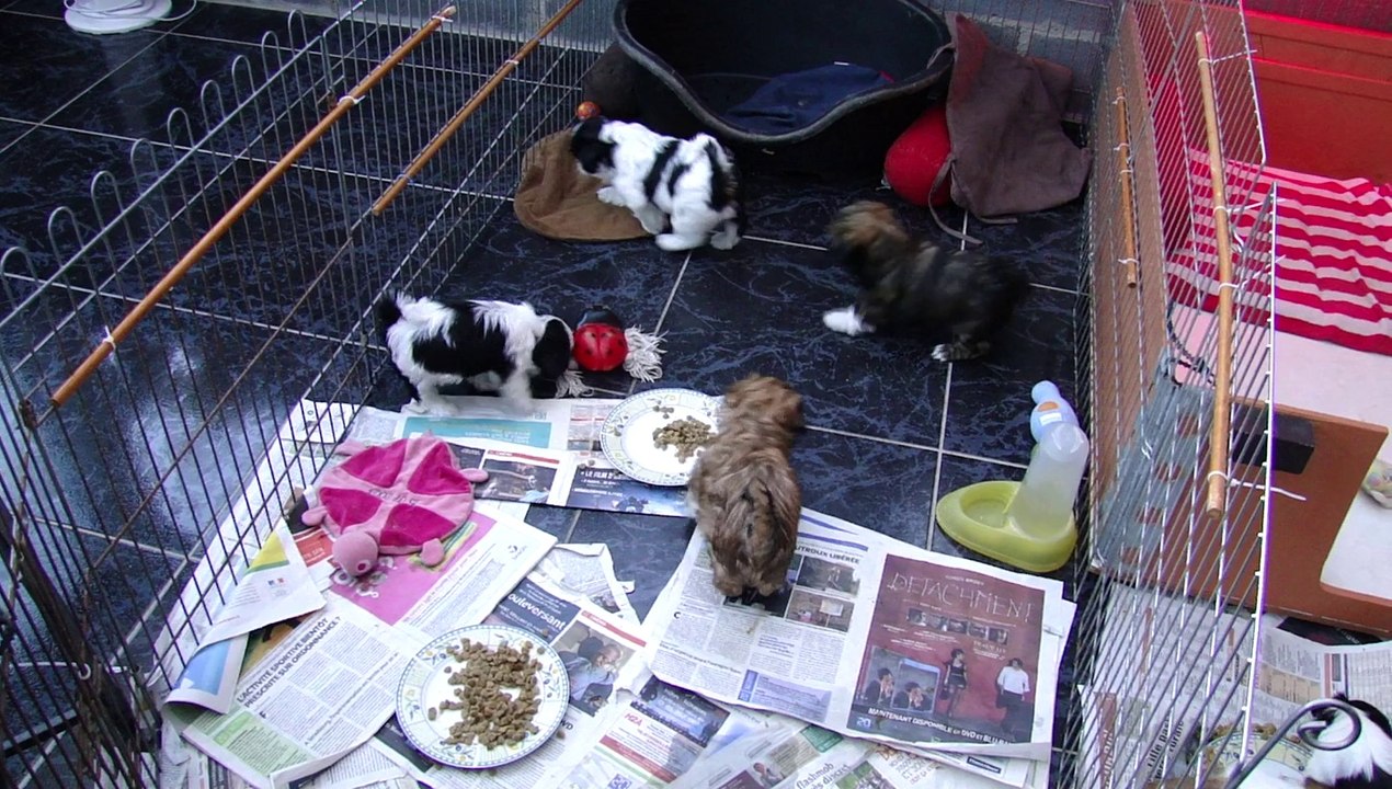 1er BOUILLIE DES BB DE BISOU