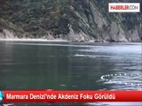 Marmara Denizi'nde Akdeniz Foku Görüldü