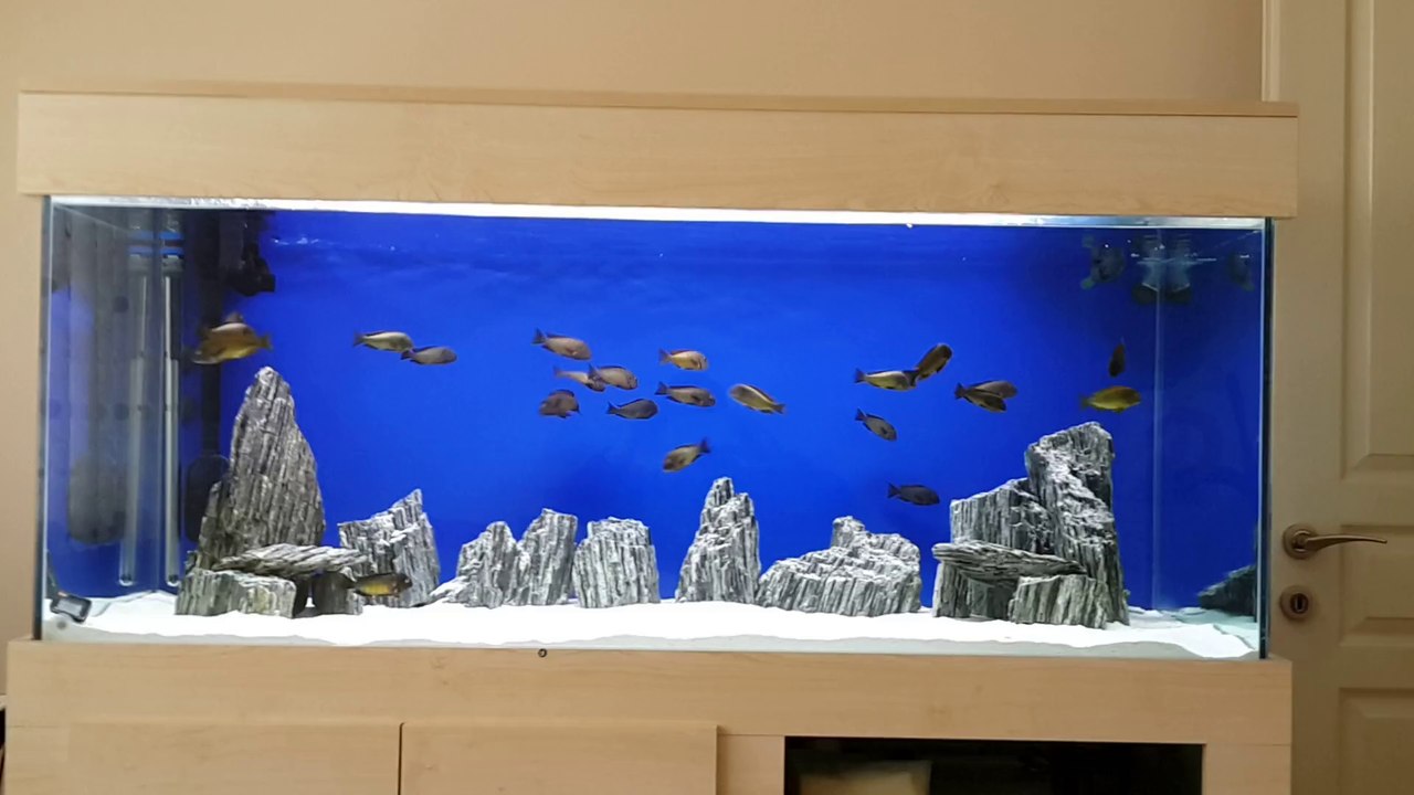 Onur Bulut İlangi Yellow