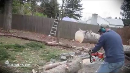 Árvore - EMBRULHA.com