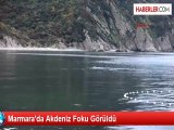 Marmara'da Akdeniz Foku Görüldü