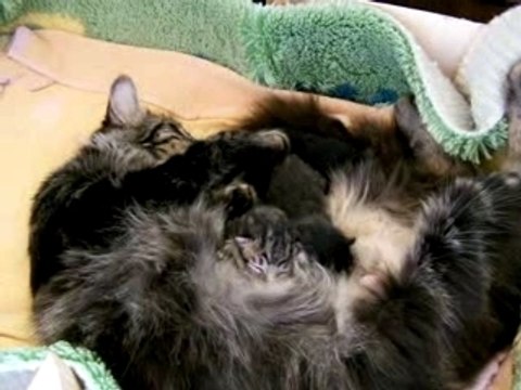 enfin les ptits chats en live!!!!!!!!!!!