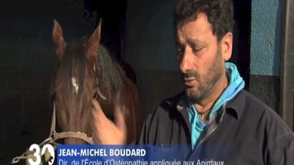 un ostéopathe au service de chevaux de course
