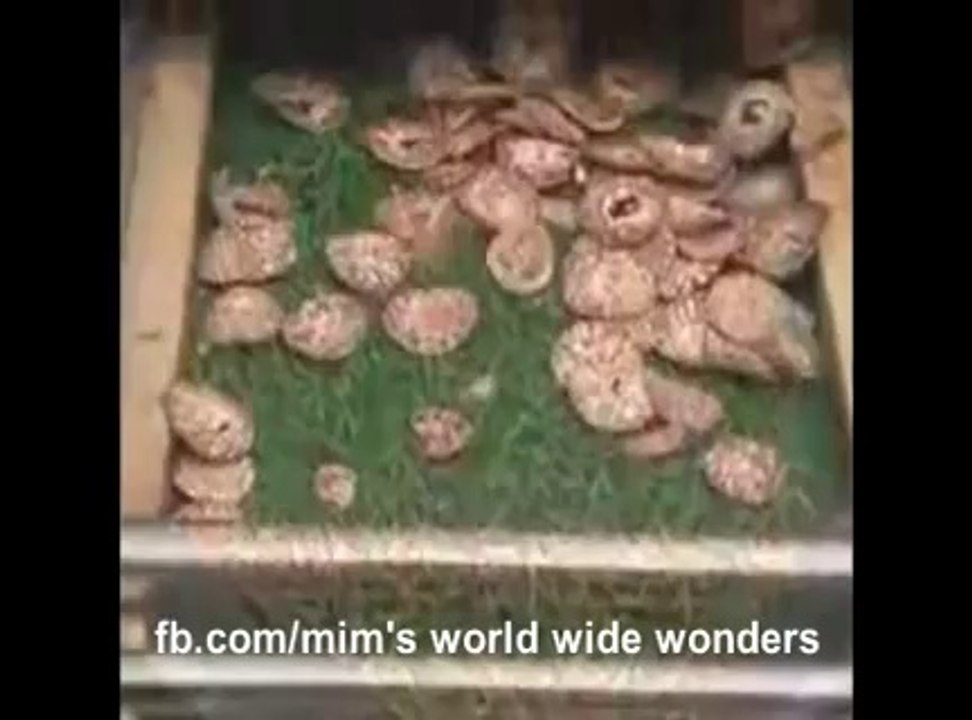 Betel Nut,   Areca Nut, Supari Cutting Machine