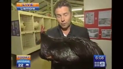 Angry Rooster Attacks Reporter
