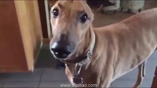 Videos de Risa: El perro motosierra (tepillao.com)