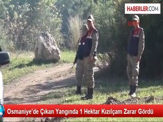 Osmaniye'de Çıkan Yangında 1 Hektar Kızılçam Zarar Gördü