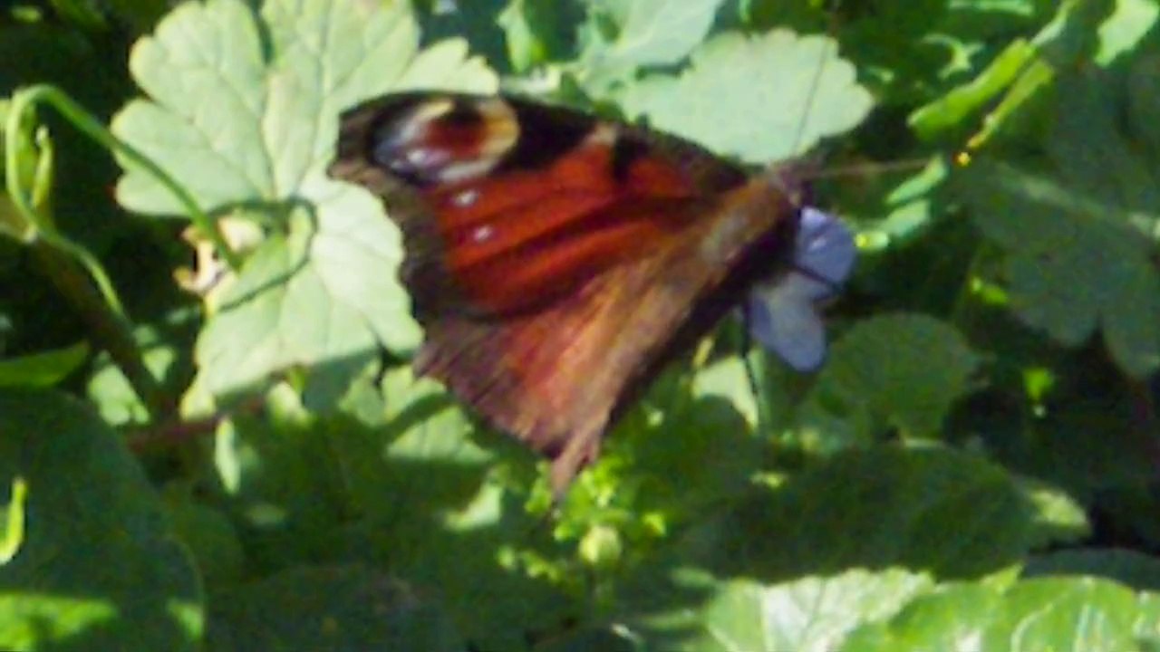 Papillonpaondujour+fleur