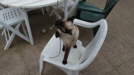 LILY KITTY GIRL IN EXERCISE