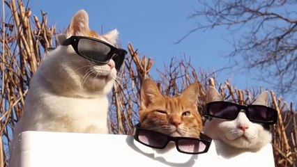 Les chats les plus cool du monde