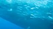 Galapagos Whale Sharks: The Worlds Largest Fish on Darwin Island