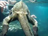 Galapagos Snorkeling: Snorkeling With Marine Iguanas on the Galapagos Islands