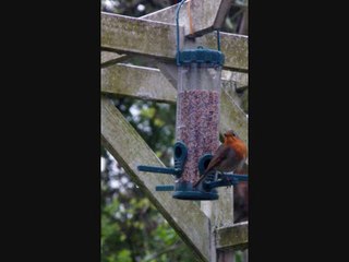 DistributeurgrainesRougegorge