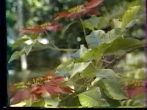 MAMAN MELODIE CREOLE