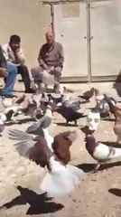 Mohammed Abu Basil filo kuşları guvercinrehberi.com