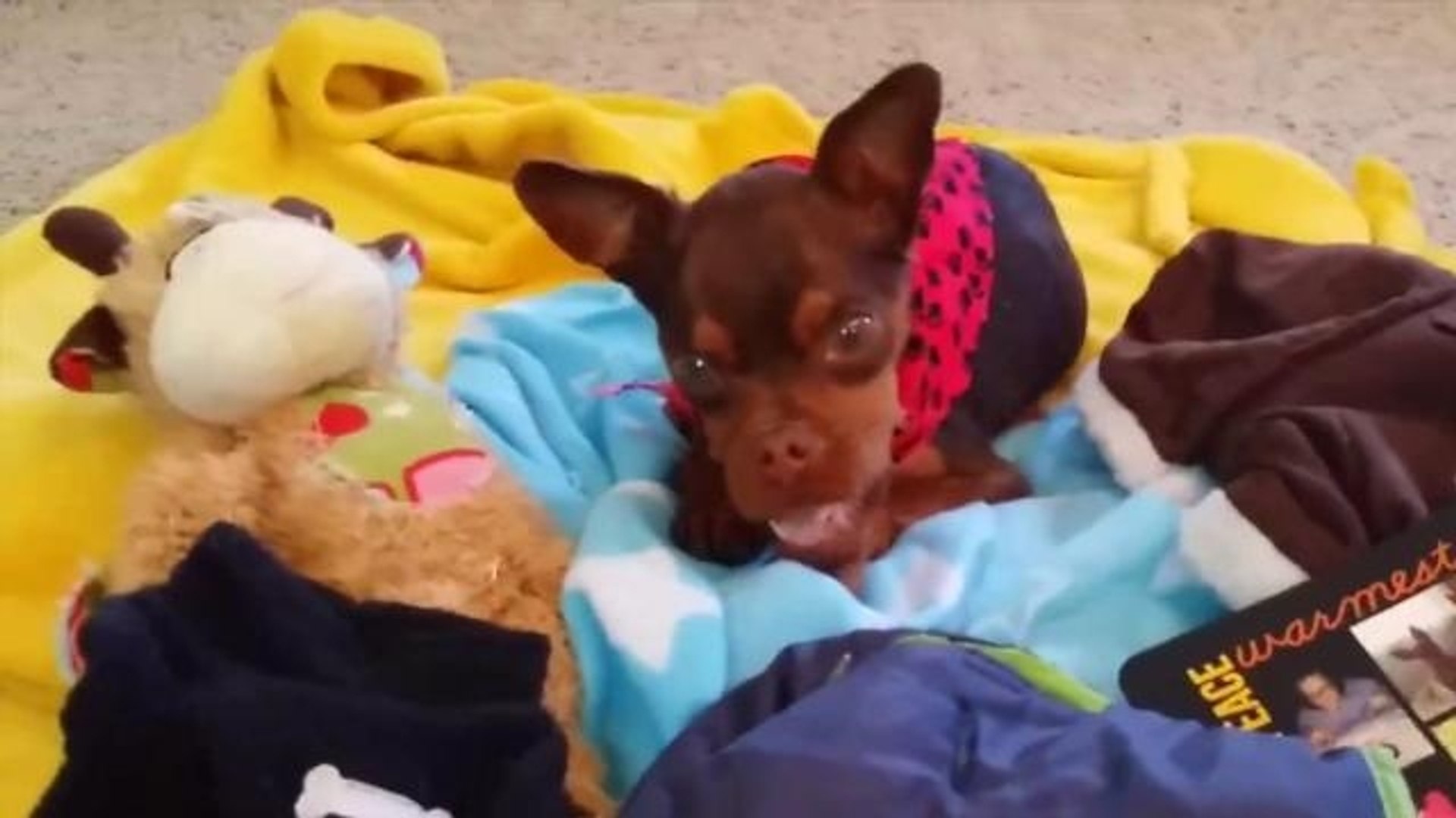 ⁣Animal Lovers Shower Disabled Dog with Gifts