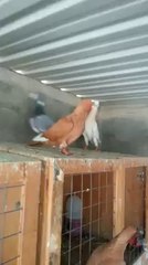 Imran Freij çiftli filo kuşları Guvercintv.com