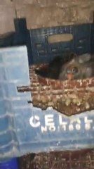 Karayılan Mustafanın çiftli kuşları Şanlıurfa 2014