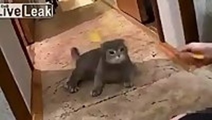 Cat Hears Doorbell Stands Up Like A Human
