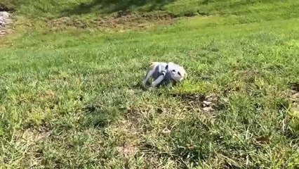 Sophie Rolls Down a Hill - English Bulldog Puppy
