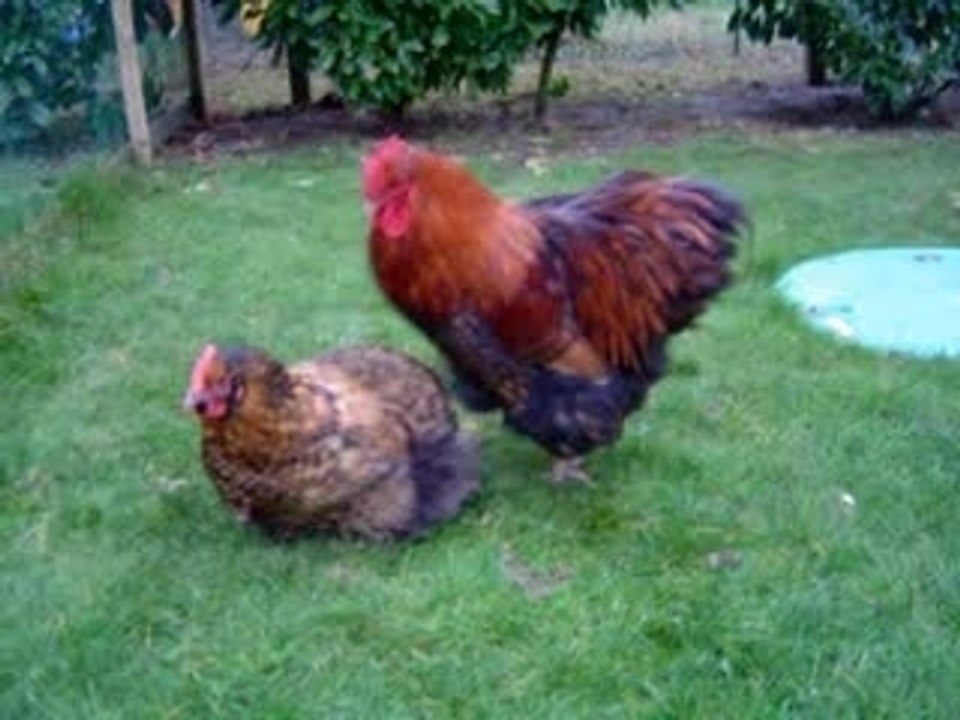 coq qui coche une poule