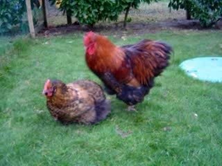 coq qui coche une poule