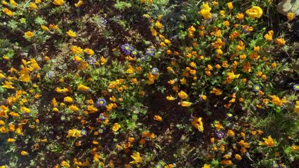 كوكب الارض الحلقه السابعه السهول الكبرى BBC