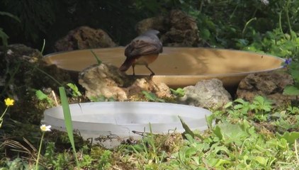 Bouvreuil pivoine & moineau