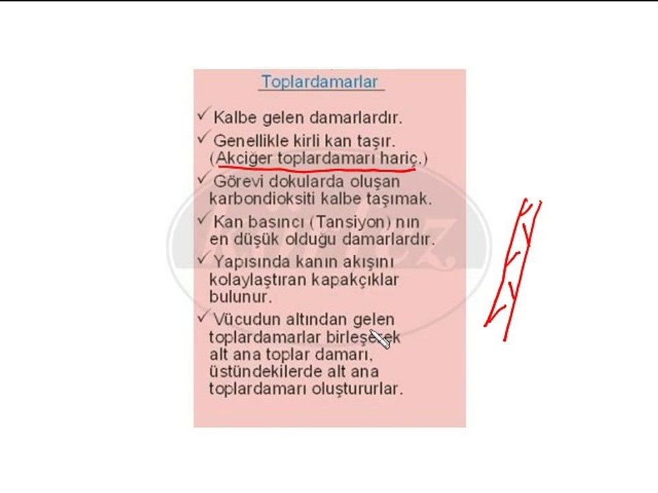 6. Sınıf Damarlar ve Kan Dolaşımı Video Ders2