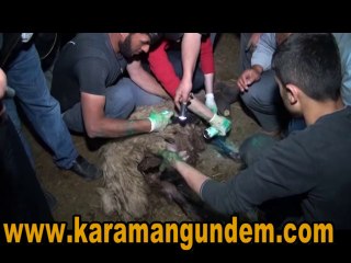 Karaman'da çöplükte meydana gelen metan gazı patlamasında çoban ve birçok koyun zarar gördü