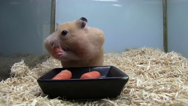 1 Hamster VS 5 Carrots... Animal wins!