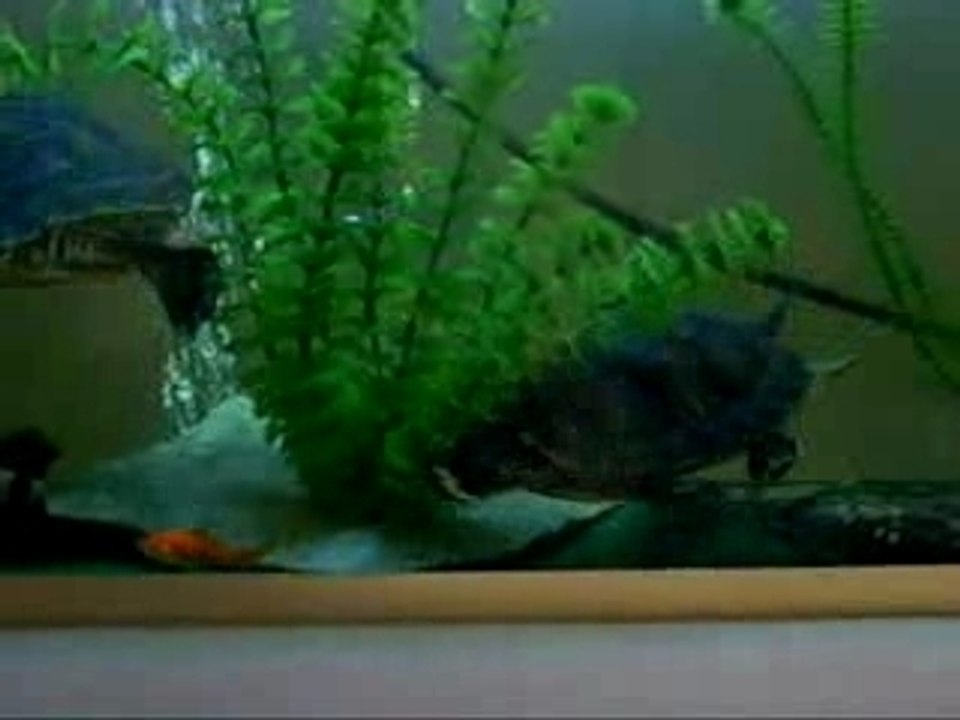 Dordokak arraiak Jaten