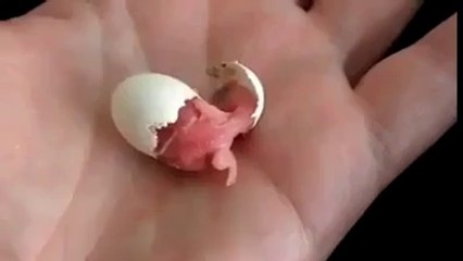 Bir mucizeye tanıklık edin. ( Allah'ım Sen Nelere Kadirsin )