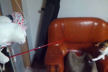 Cat Fishes For Other Cat