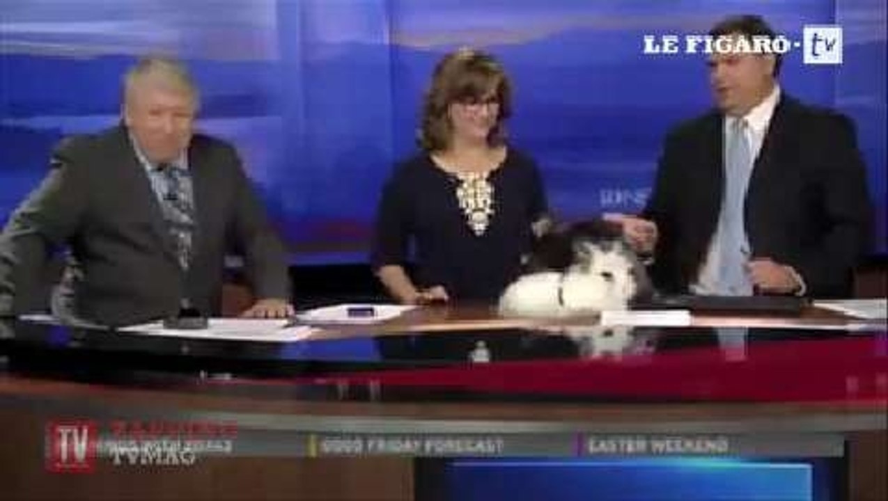 Des lapins coquins perturbent un journal télévisé américain