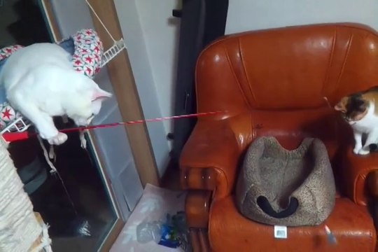 Un chat pêche un autre chat... Tellement drôle!