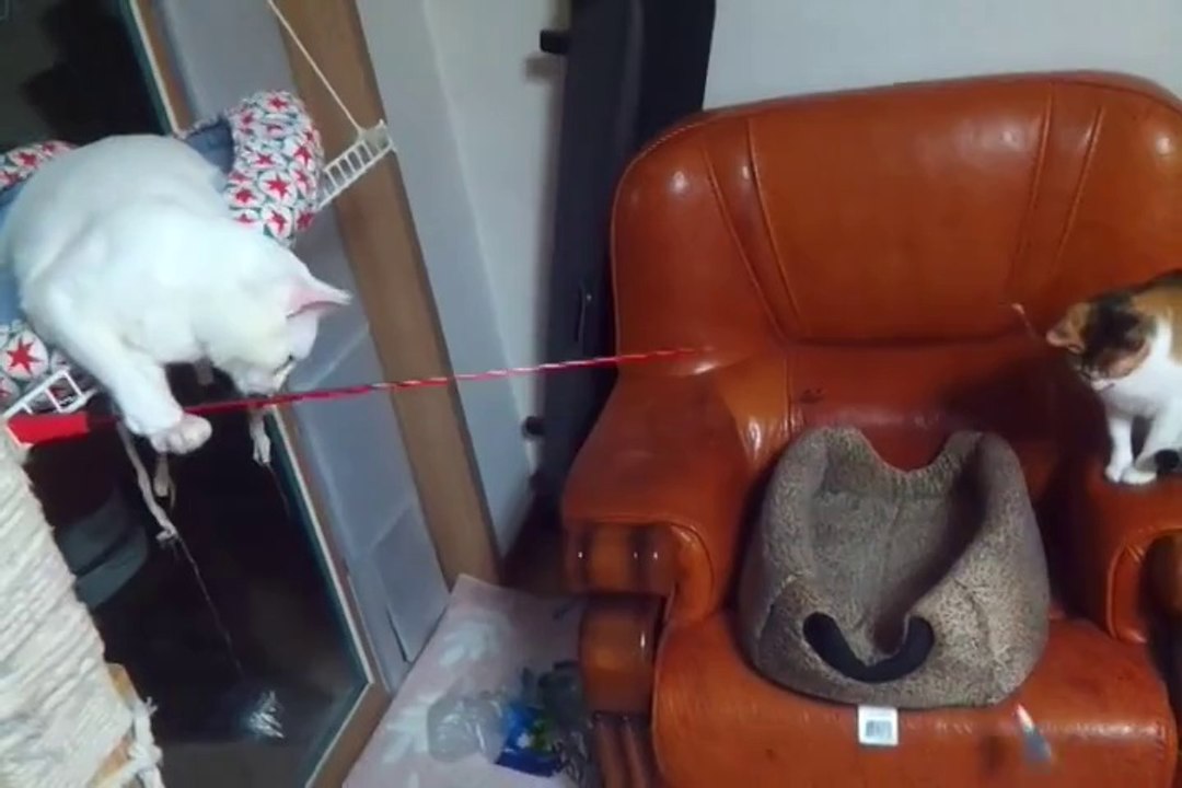 Un chat pêche un autre chat... Tellement drôle!