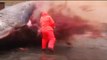 Sperm whale explosion: Dead cetacean explodes after being cut open in Faroe Islands