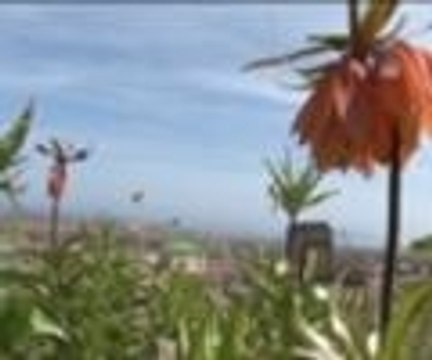 Ağlayan gelin çiçek açtı