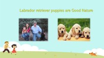 Finding Good and cute Labrador Retriever Puppies for Sale in Pa