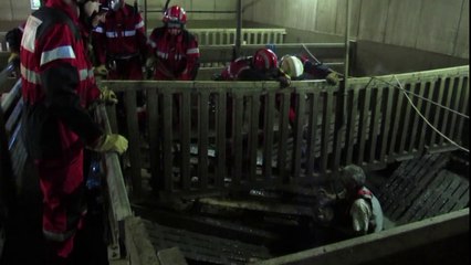 Le plancher d’une porcherie s’effondre à Robecq, près de Béthune : les hommes du GRIMP au secours des cochons