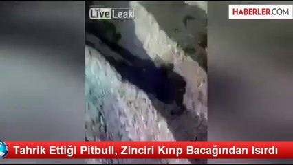 Tahrik Ettiği Pitbull, Zinciri Kırıp Bacağından Isırdı