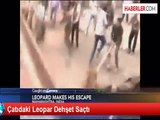 Çatıdaki Leopar Dehşet Saçtı