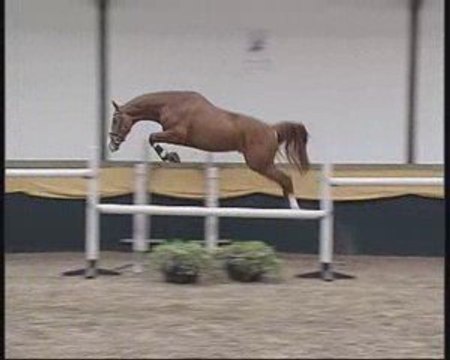 Obstacle + Dressage + Ethologie