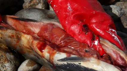 C'est assez bien d'être fou - Extrait 4 - Un documentaire d'Antoine Page