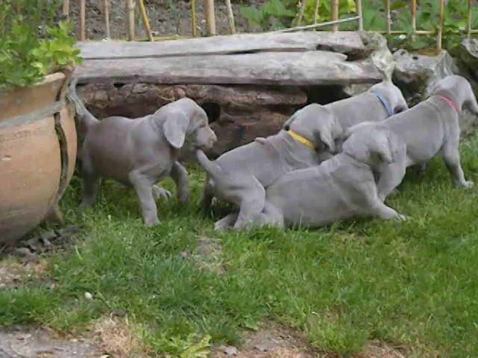 les premiers jeux au jardin