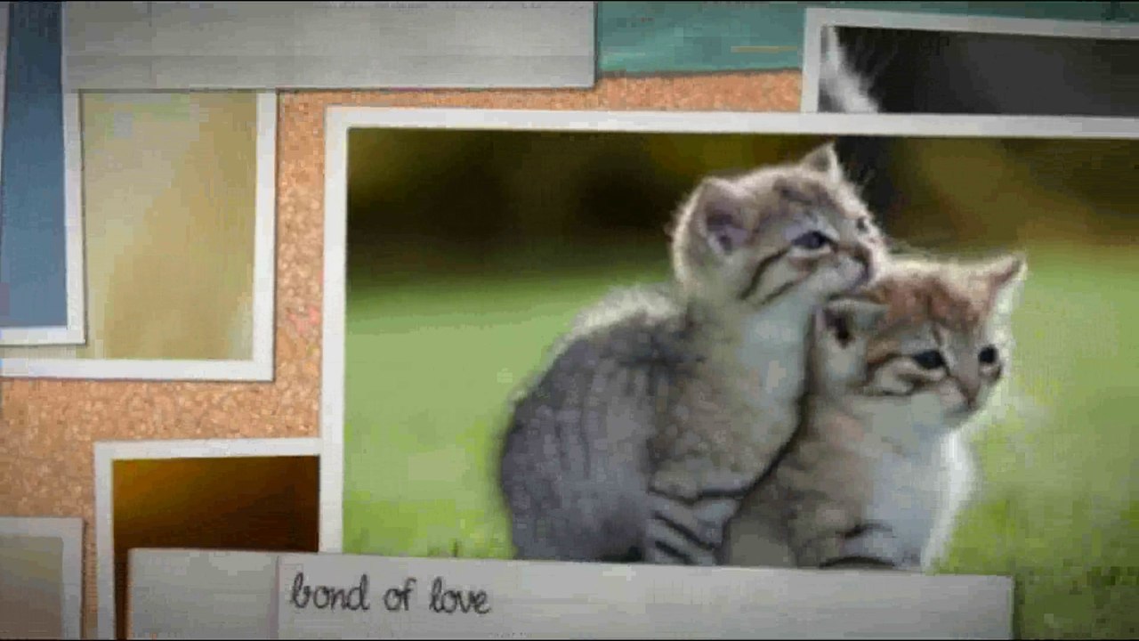 Pet Cat