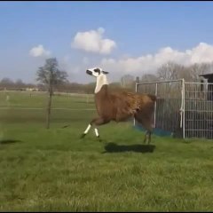 Top Vine - Avril 2014