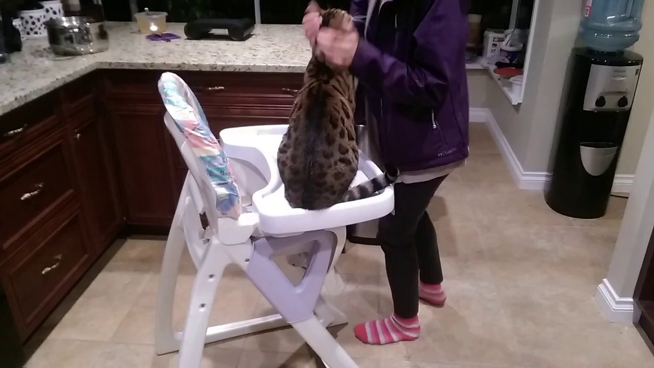 Cat Attack in the Kitchen!